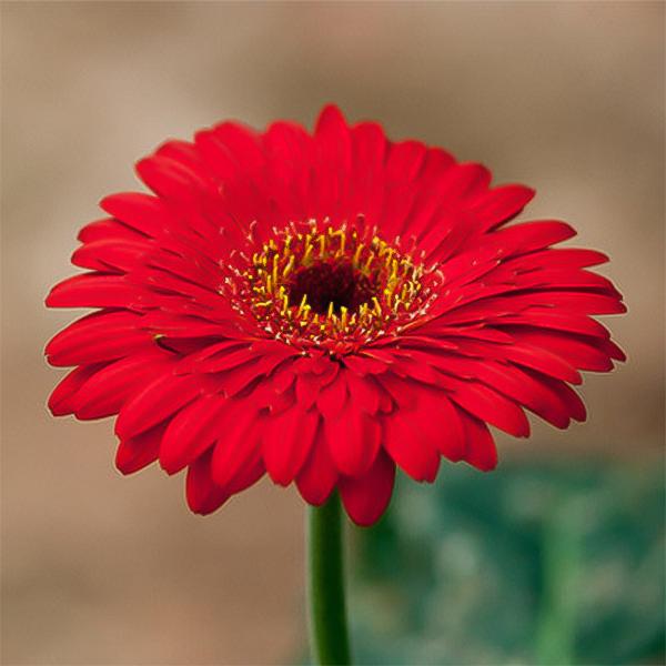 Rote Gerbera-Chrysanthemensamen, Sonnenblumen