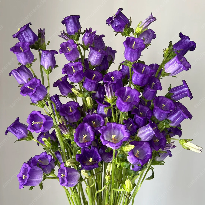 🌟Neue Produkteinführung🖼️Weinglas-Glockenblumen Samen🤩Seltsame Blumen