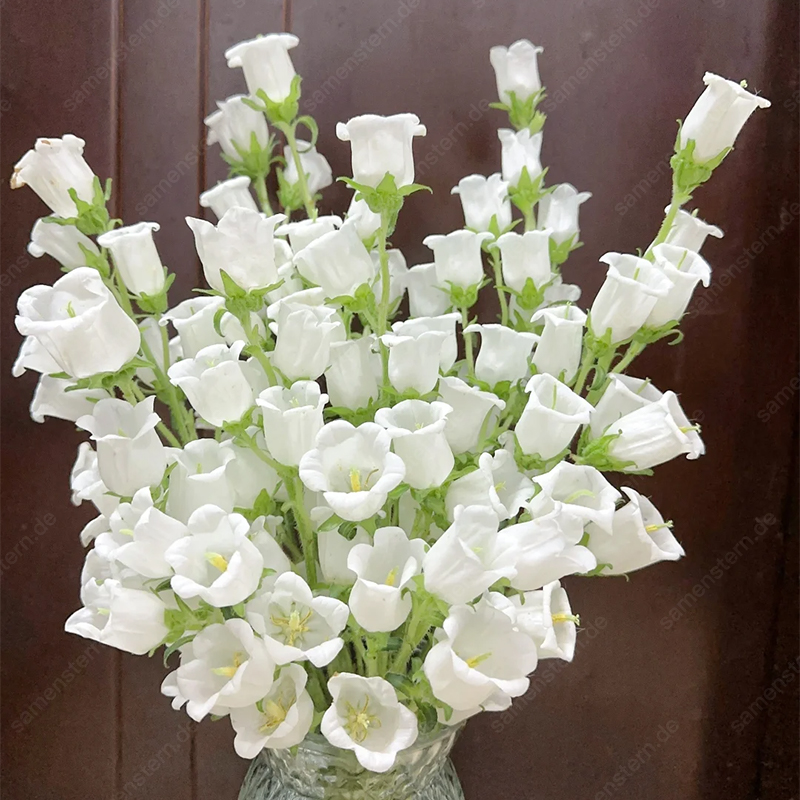 🌟Neue Produkteinführung🖼️Weinglas-Glockenblumen Samen🤩Seltsame Blumen