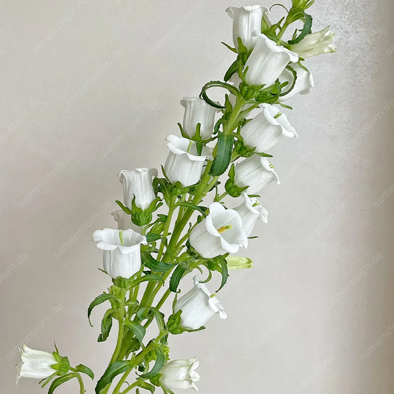 🌟Neue Produkteinführung🖼️Weinglas-Glockenblumen Samen🤩Seltsame Blumen