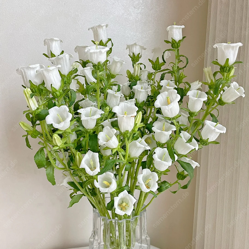 🌟Neue Produkteinführung🖼️Weinglas-Glockenblumen Samen🤩Seltsame Blumen