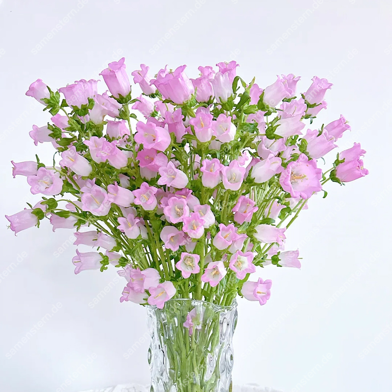 🌟Neue Produkteinführung🖼️Weinglas-Glockenblumen Samen🤩Seltsame Blumen