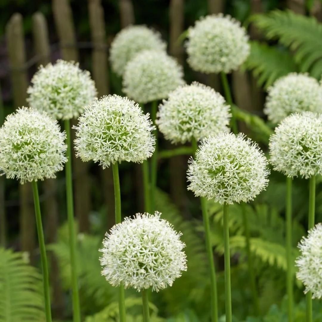 Allium giganteum, Zierlauchblüte