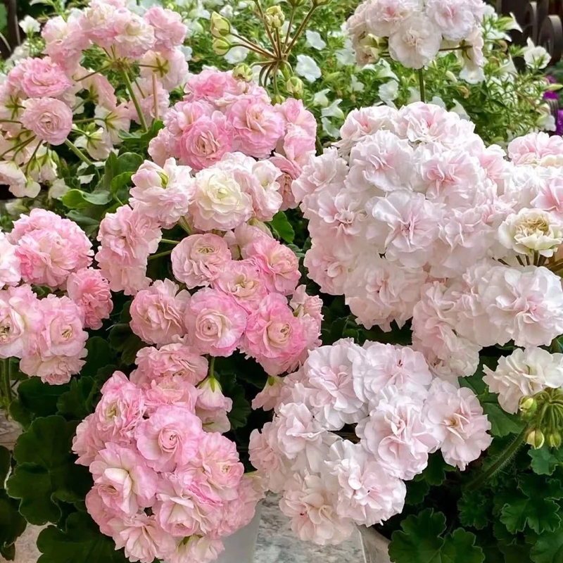 🚨Bestseller der Saison🌸Geranie Samen💖Wunderschöne Blumen