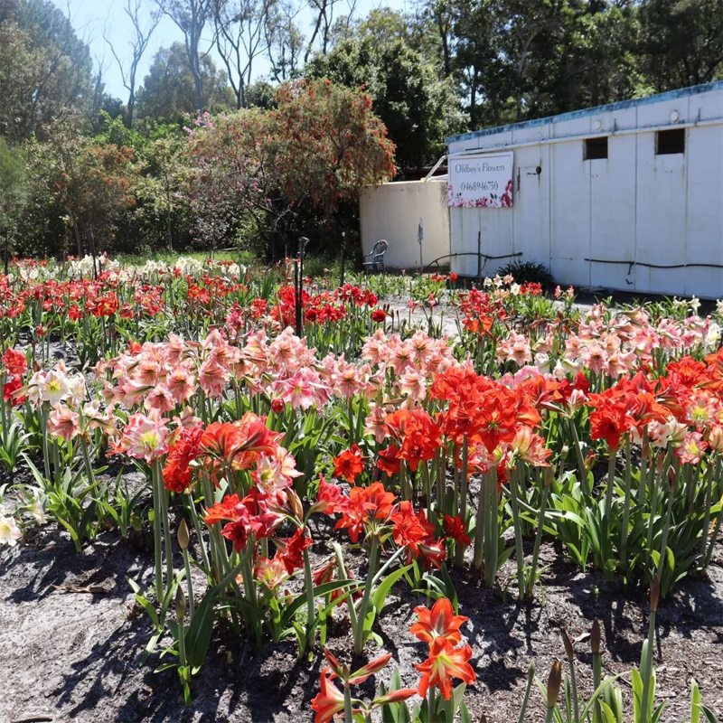 Amaryllis