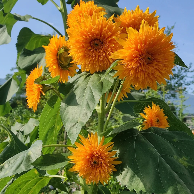 Teddybär-Sonnenblume🌻