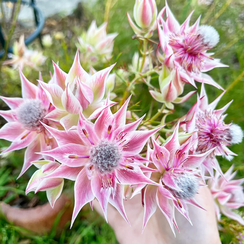 🌈2024 neues Produkt🌱Brautblumensamen🩷Wunderschöne High-End-Blumen