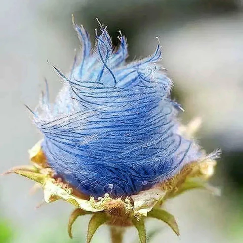 Prärie-Rauchblume Samen