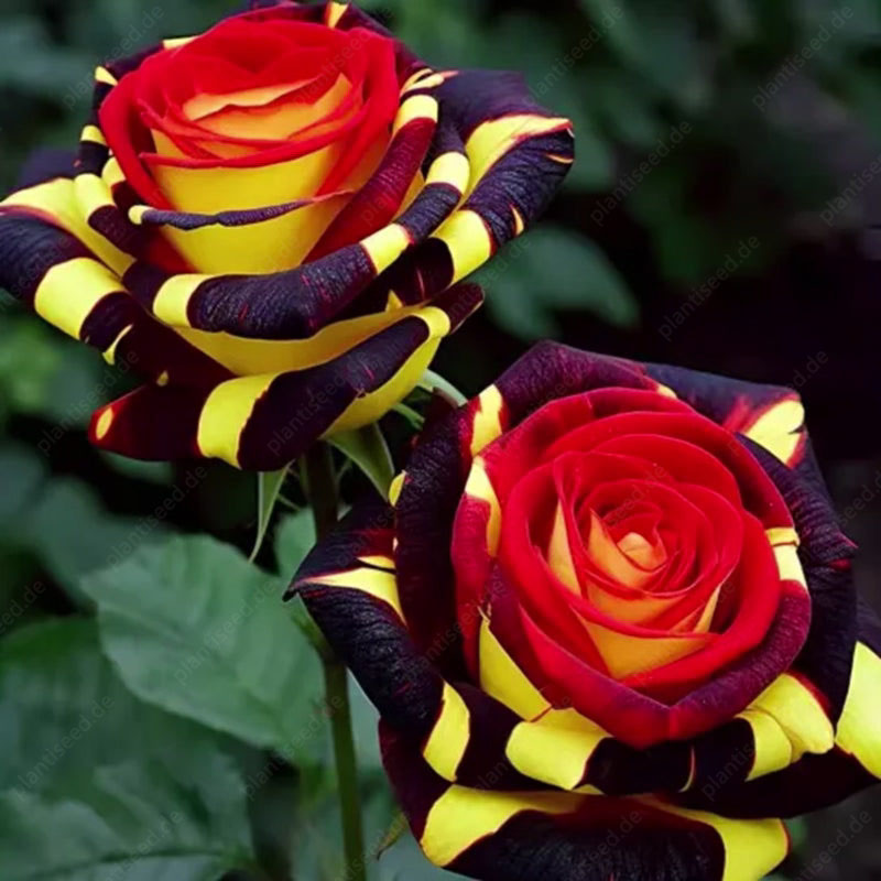 🌹🔥 50% Rabatt auf seltene Rosensamen, verschiedene Sorten, stark nachgefragt