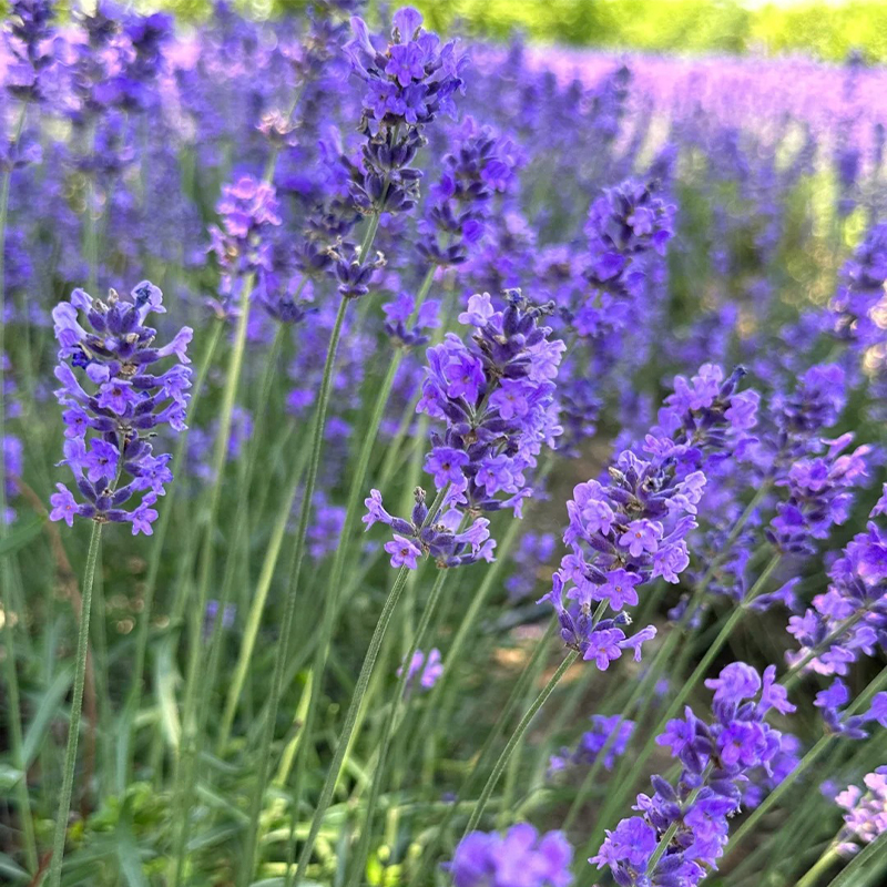 🔥Heißes Verkaufsmodell💜Lavendel Samen aus der Provence 🔆Wunderbar und wunderschön