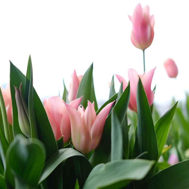 Chanel-Tulpen Samen🌷