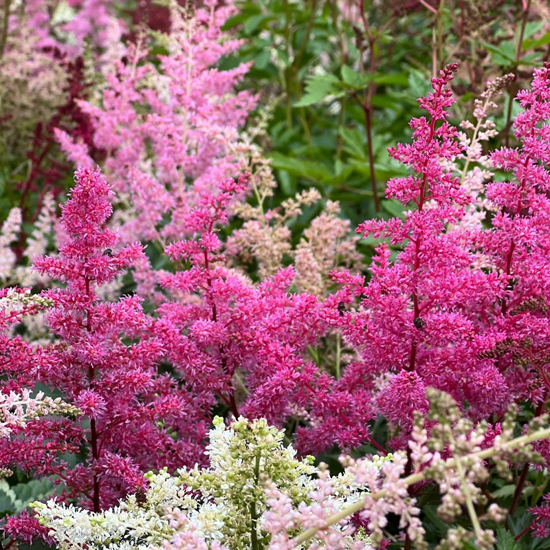 Astilbe