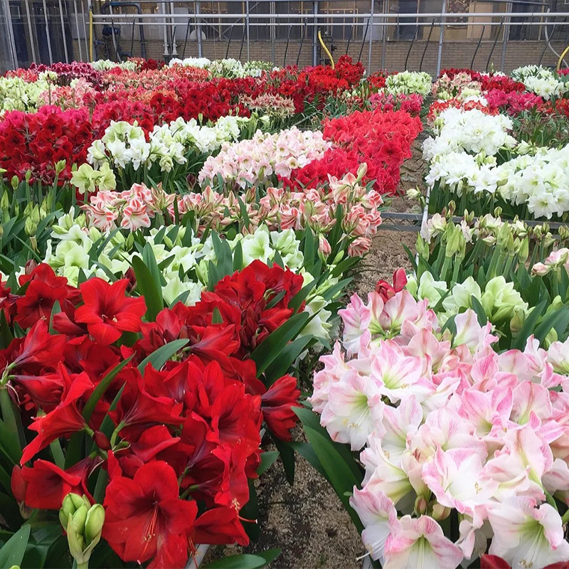Amaryllis
