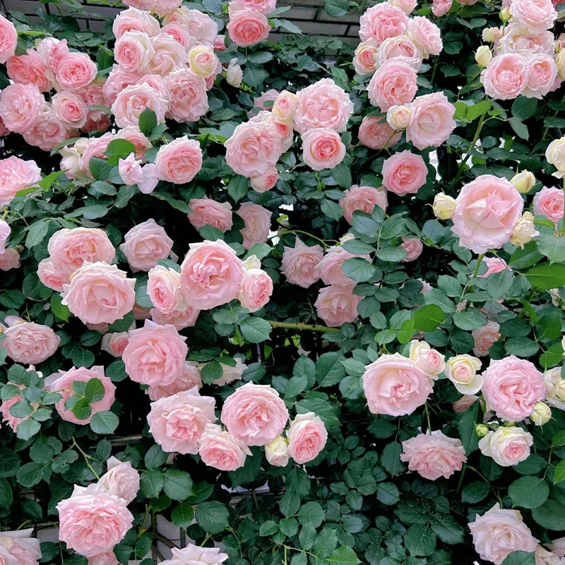 🌹Rankenrosen Samen💝Atemberaubende Blumen