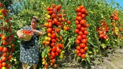 🍅GIANT VINEMAN TOMATO