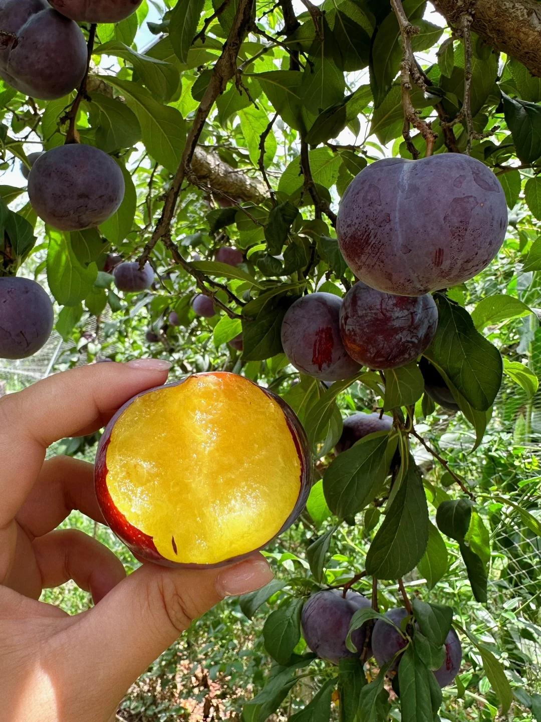 Black Plum Seeds