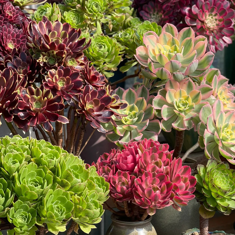 🔥Frühlingsangebot🌿Baumartige Aeonie Samen🌱Ausgewählte Samen
