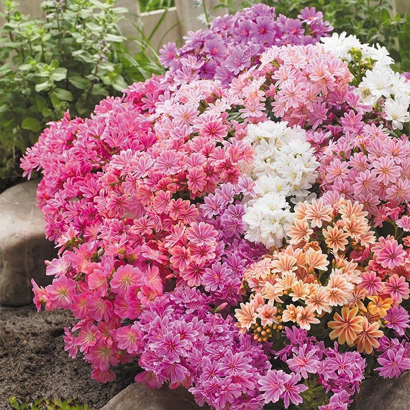Wertvolles Erlebnis🚀Lewisia Mischung aus Samen🌱Schöne Blumen