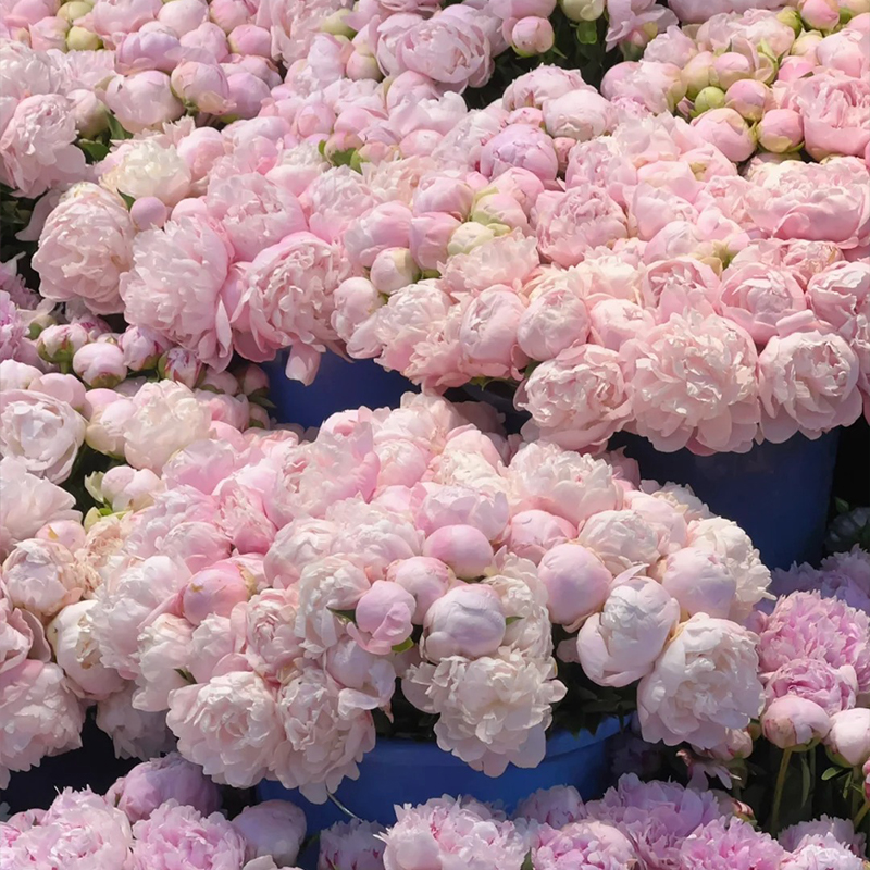 📢Heiße Verkäufe im Frühling🏵️Pfingstrosen Samen🖼️Super Perfekt