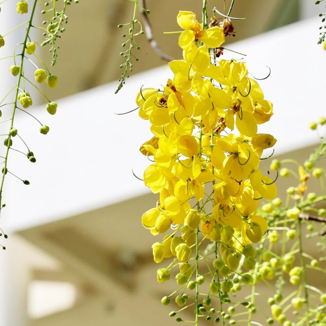 🚀Halber Preisnachlass✨Laburnum💖Schöne dekorative Baumblumen