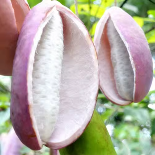 Stauntonia Latifolia Samen-Bio-Lebensmittel