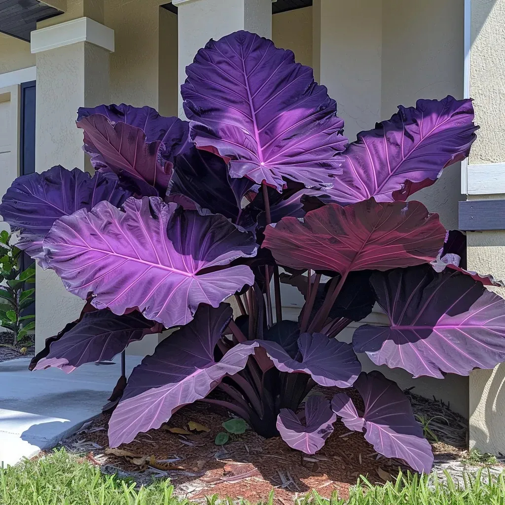 🎉Rare🌿Giant Caladium Bulbs