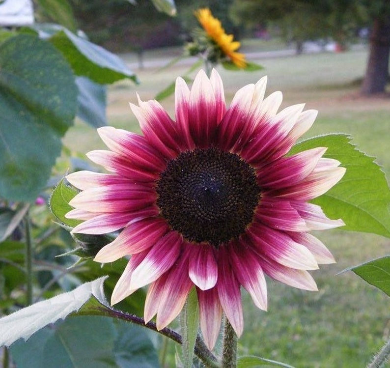 100 Stück Strawberry Blonde Hybrid-Sonnenblumenkerne