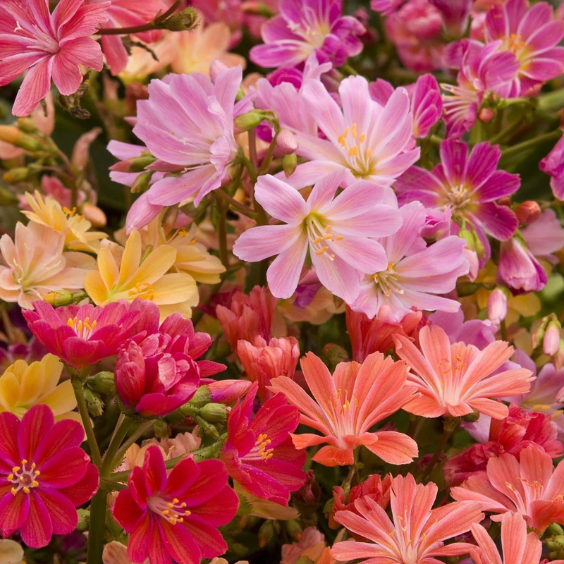 Wertvolles Erlebnis🚀Lewisia Mischung aus Samen🌱Schöne Blumen