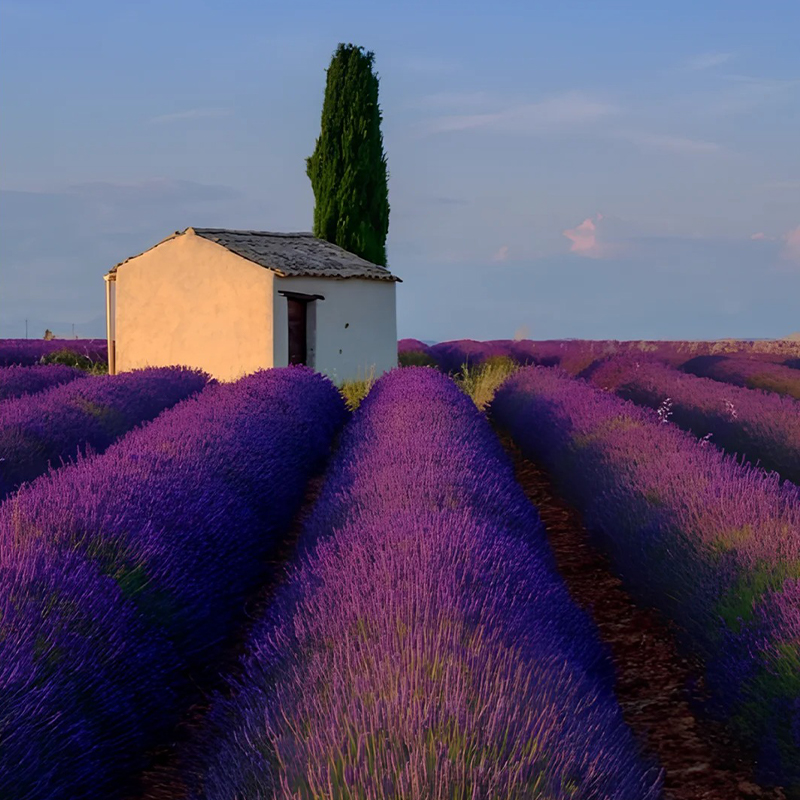 🔥Heißes Verkaufsmodell💜Lavendel aus der Provence Samen 🔆Wunderbar und wunderschön