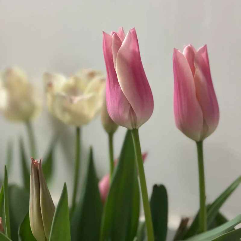 Chanel-Tulpen Samen🌷