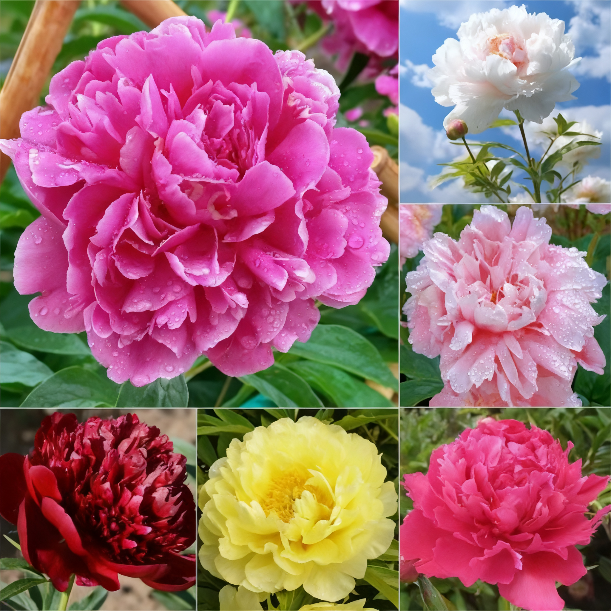 🔥LETZTER TAG 49 % RABATT🌺DIE KÖNIGIN DER BLUMEN – DOPPELT BLÄTTERBLÄTTERIGE PIANI
