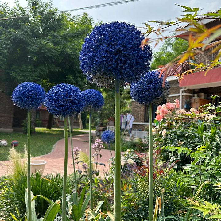 Allium giganteum, Zierlauchblüte