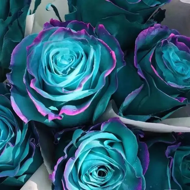 Red Heart Twin Rose Seeds