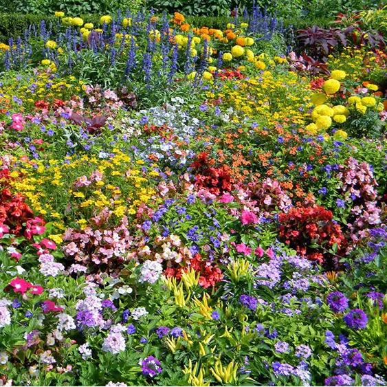 Gemischte saisonal blühende Blumensamen - Pflegeleicht