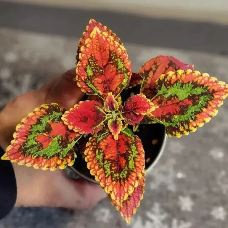 Seltene Coleus Samen