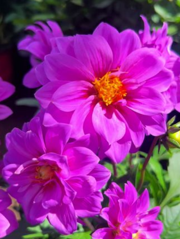 🌺 Dahlien-Samen – Jetzt im Winter säen für einen prachtvollen Sommer 2026!
