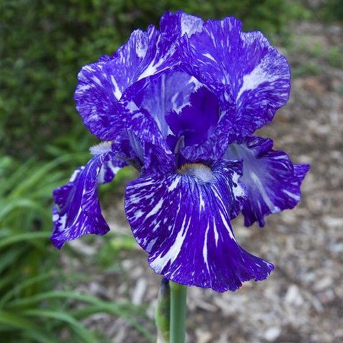 Multi-Varieties Iris Seeds, Heirloom Iris, 50pcs/pack