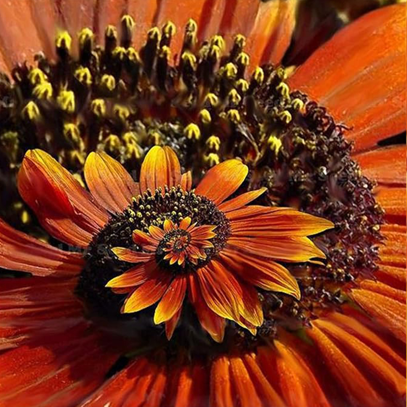 💖70% Rabatt🌀Spiral Chrysantheme🌈Seltene Chrysantheme