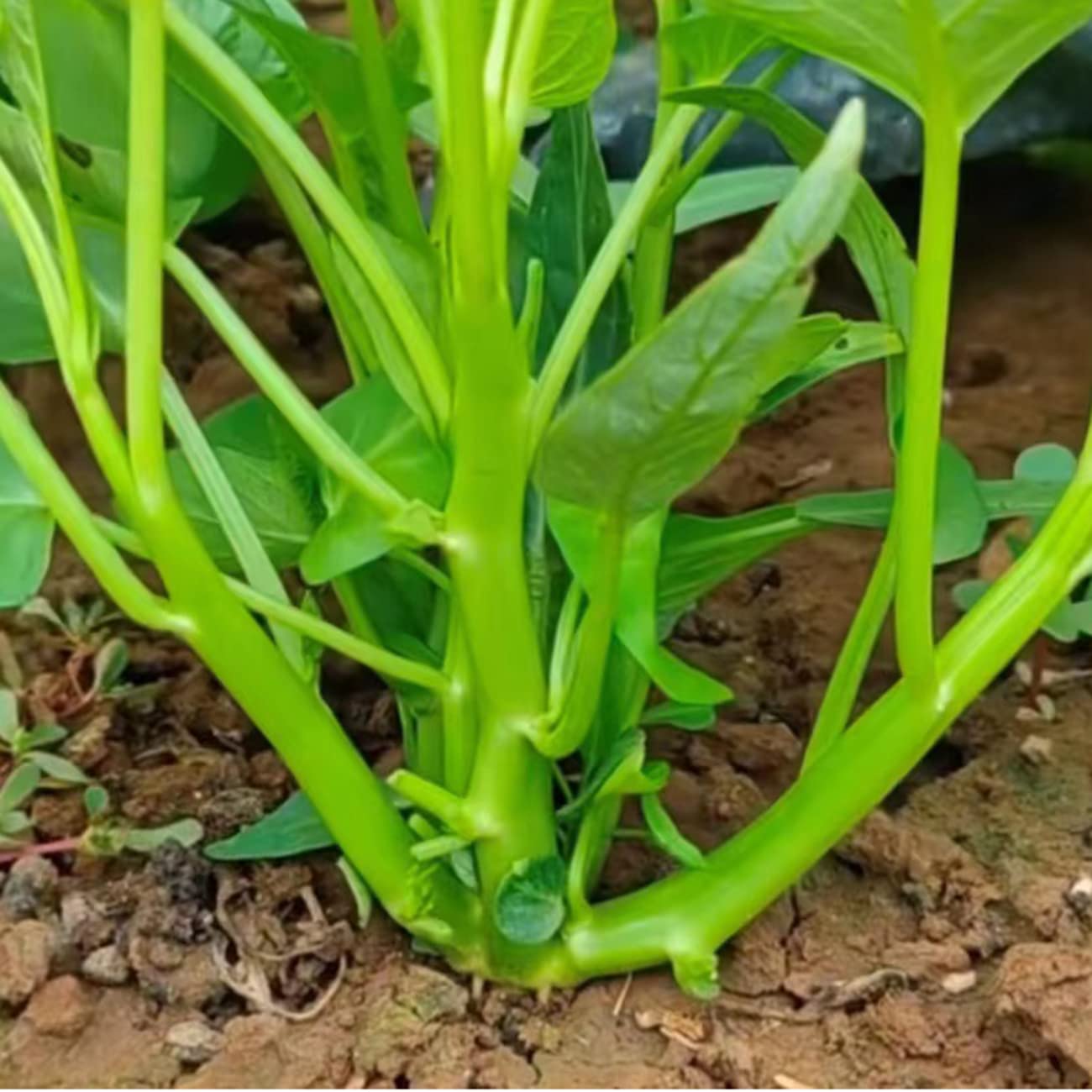 TRIPLE-STEM WATER SPINACH, KANGKONG, ONG CHOY SEEDS
