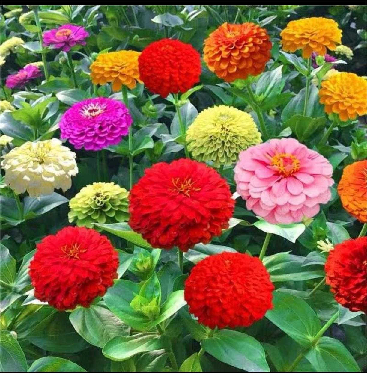 GEMISCHTE FARBZINNIEN-BLUMENSAMEN – DIE FARBENFROHE OASE IHRES GARTENS