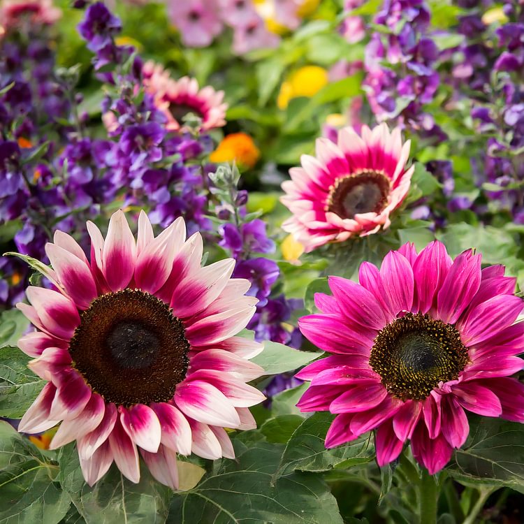 🌻Gemischte Sonnenblumensamen in großen Mengen zum Anpflanzen von Erbstücken im Freien, gentechnikfrei