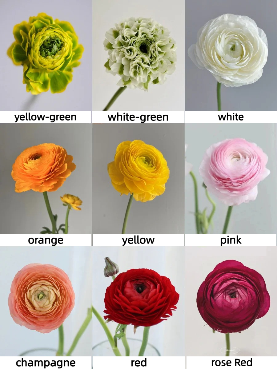 Multicolor Ranunculus Seeds