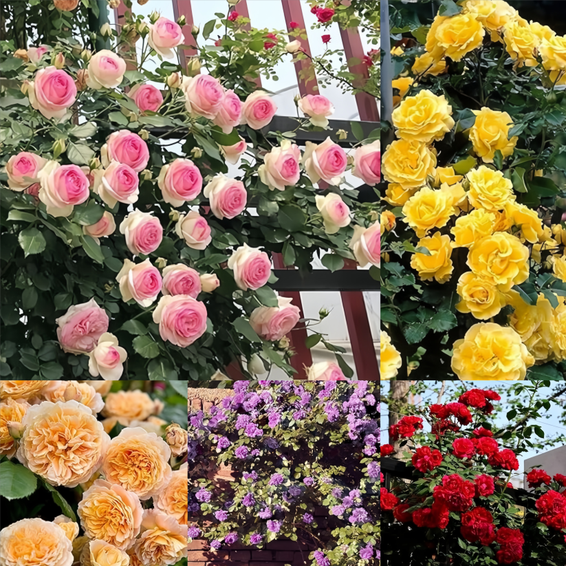 【WIEDERHOLTE BLÜTE】🌹KLETTERROSENSAMEN - DAS GLÜCK STEIGT