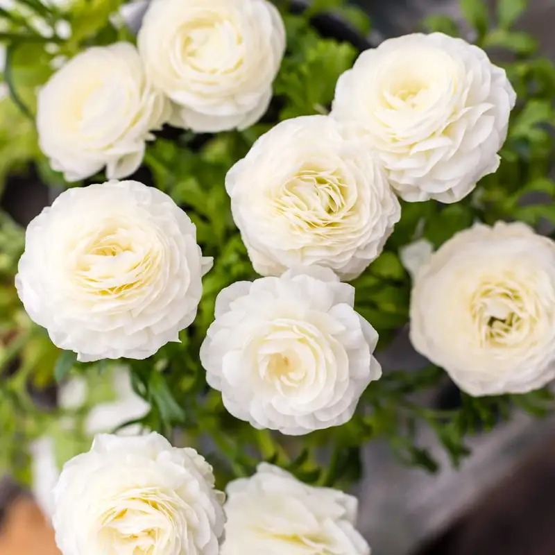 🌸 Perennials Ranunculus  Mixed color Plants  - Home Garden Flower Seeds