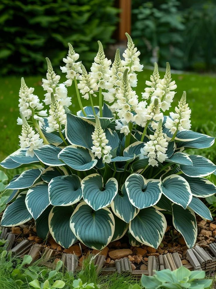 🌿DIE WIDERSTANDSFÄHIGE SCHÖNHEIT: SCHATTENTOLERANTE UND KÄLTEBESTÄNDIGE HOSTA-BLUMENSAMEN