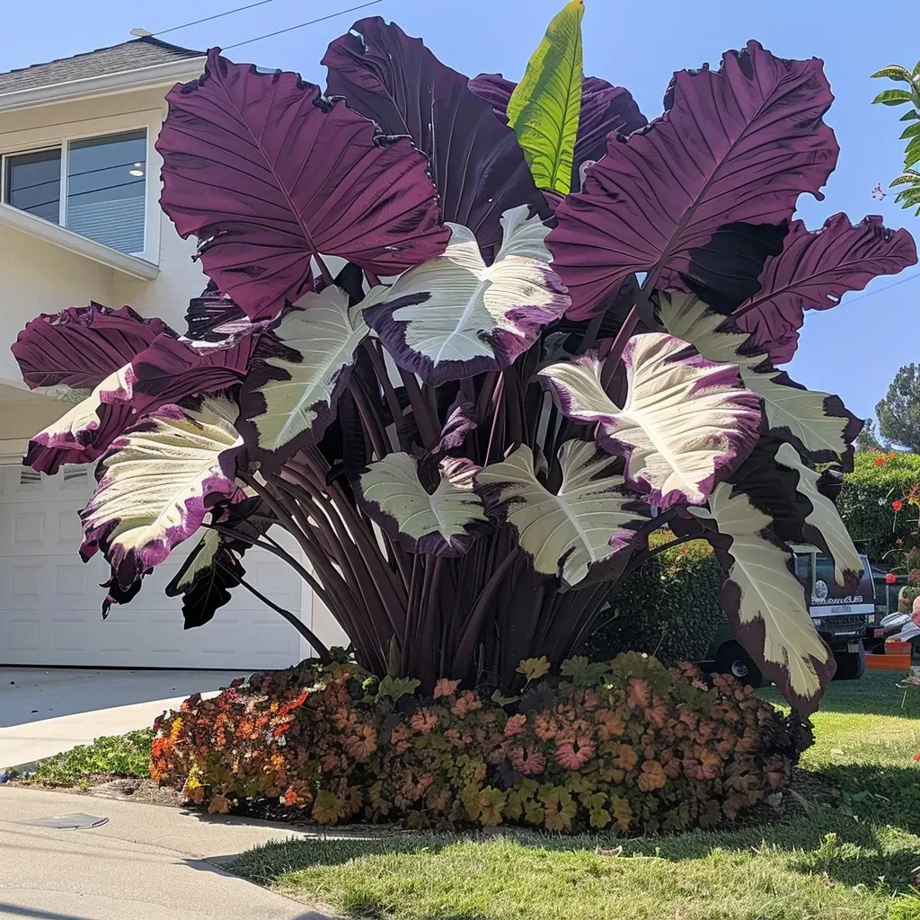 🎉Rare🌿Giant Caladium Bulbs