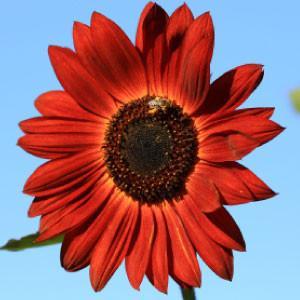 SUNFLOWER, Samt Königin