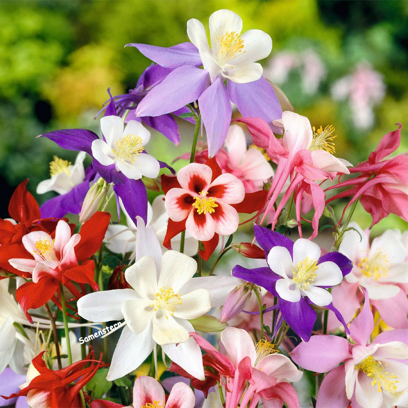 💥Frühlingsangebot🔥Akelei Samen🌱Einzigartige Blumen