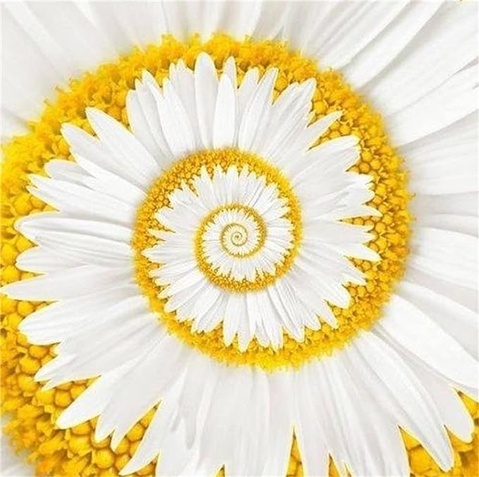 Spiral Chrysantheme