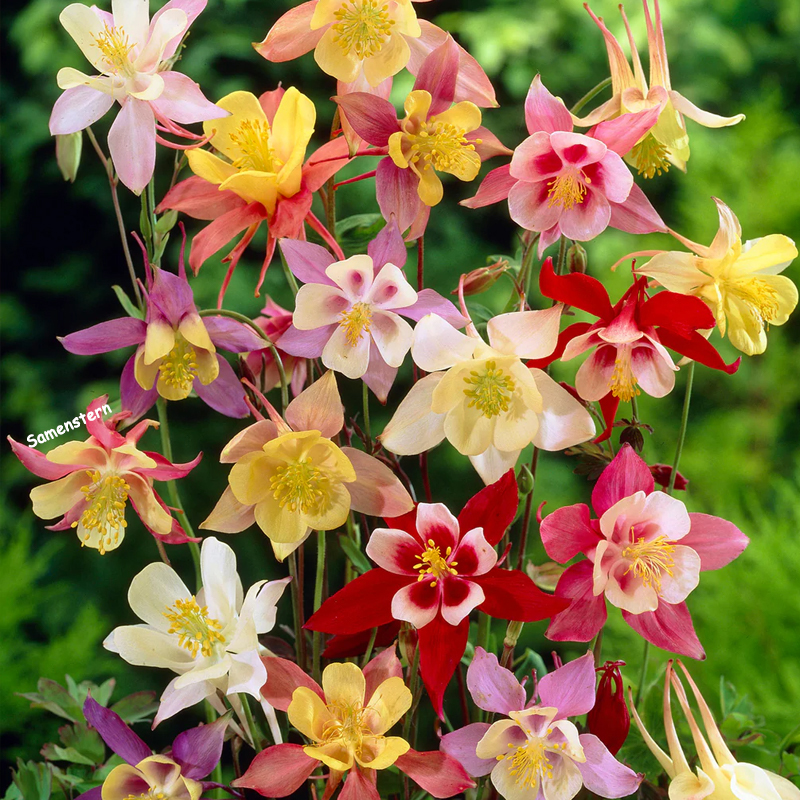 💥Frühlingsangebot🔥Akelei Samen🌱Einzigartige Blumen
